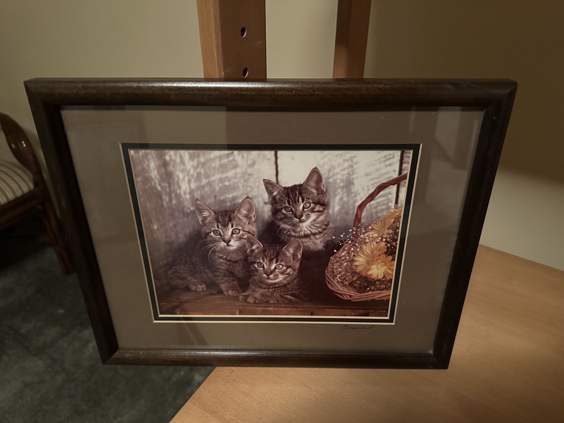 Framed Picture of Kittens