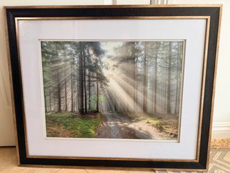 Framed Forest Sunray Photography Print