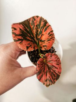 Begonia red varigated Semperflorens