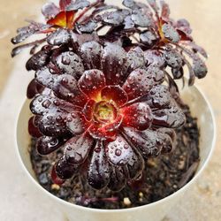 |Aeonium Arboreum|'Black Rose'|5" Pot|Easy Care|Drought Tolerant 🪴|