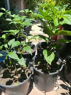 Jalapeno or Carolina Reaper Hot Chili Plant