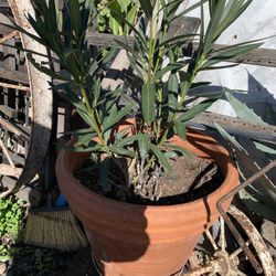 Big Terracotta Pot20 Round X 18 Tall  Plus Olander Plant.