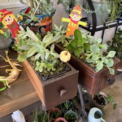 Succulents In Cute Antique Drawers