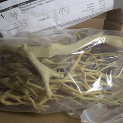 Manzanita Branch Weighted  For Use In Aquarium Or Other Pet Enclosure 