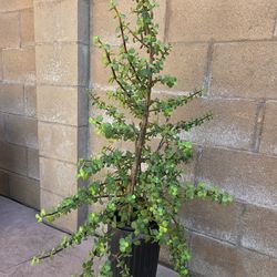 Bush Jade/ Plant De La Abudansia