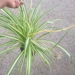 Spider  Plant 6" Pot $12 each