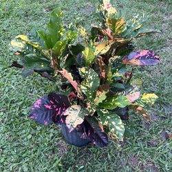 CROTONS PLANT  (Add Colors to Landscape and Garden 3 gallon Pot) 