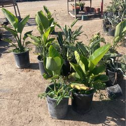 Birds Of Paradise Plants