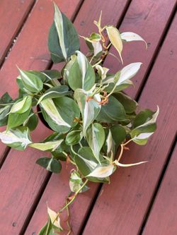 PHILODENDRON SILVER STRIPE