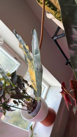 Beauty Variegated Philodendron Billietiae