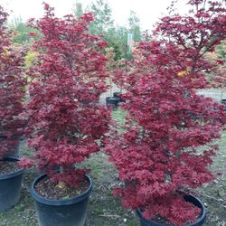Japanese maples Trees For Sale 