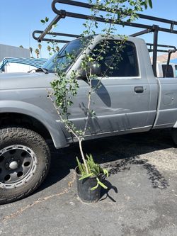 Tall Potted Tree in Nursery Container