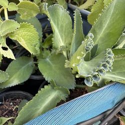 Mala Madre O Calanchoe 