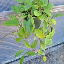 Hoya Plant 6" Pot