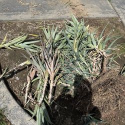 Free Aloe Vera