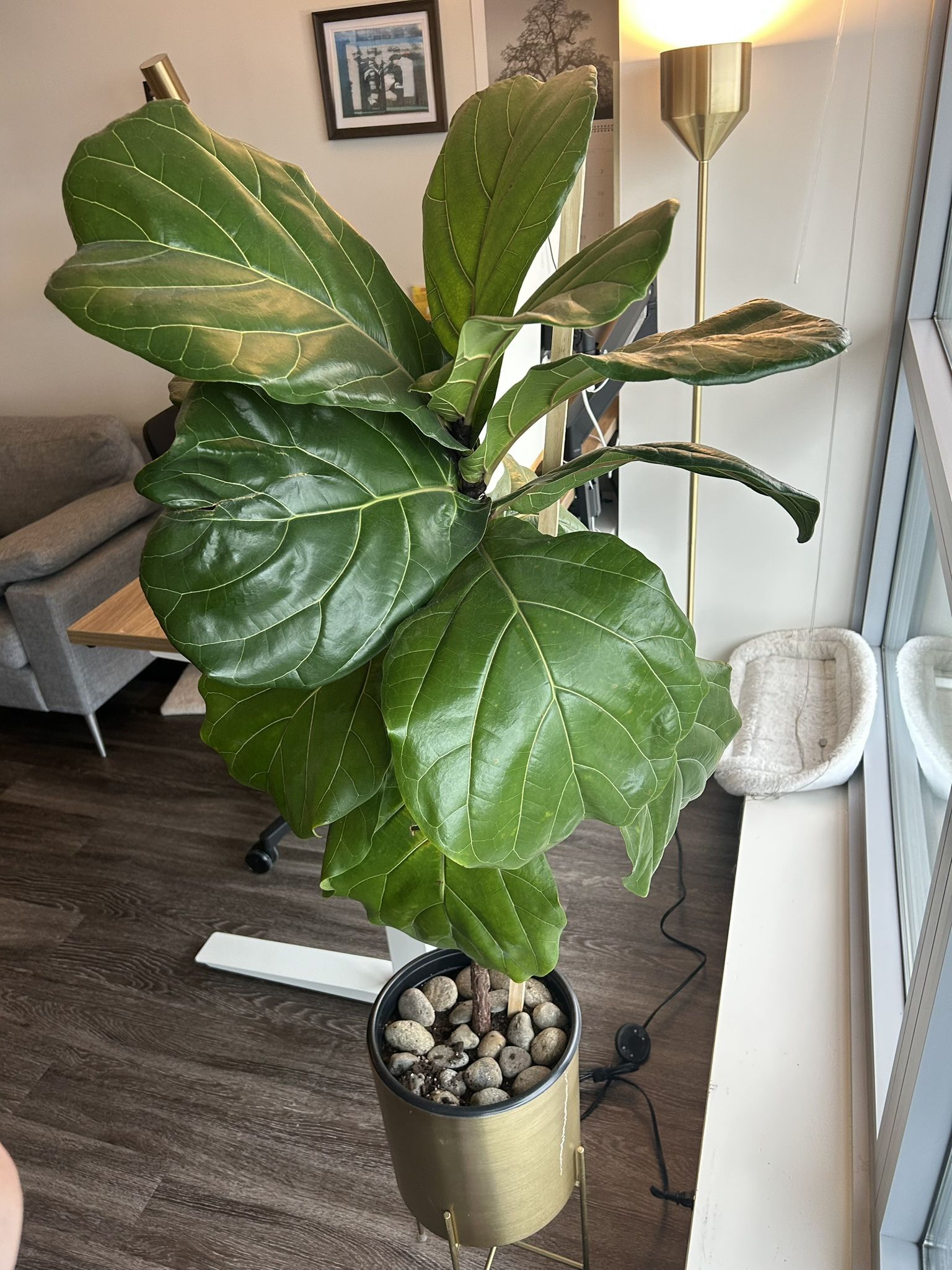 4ft Fiddle Leaf Fig (Ficus Lyrata) with Gold Planter – Large & Healthy Indoor Tree