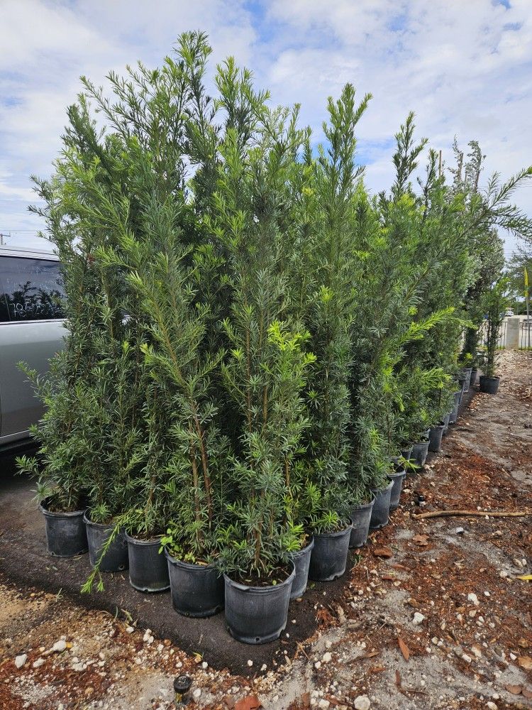 podocarpus over 6 feet tall Instant Privacy Hedge For Fence Green Full Ready for planting