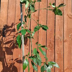 Dwarf Avocado (Little Cado)