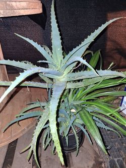 2 - Candelabra Aloe