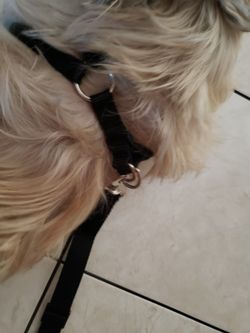 New seat belt for dogs