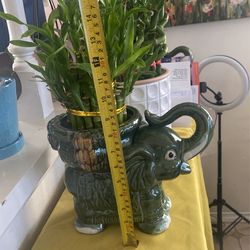 Lucky Bamboo (3 Layers) In Elephant Vase