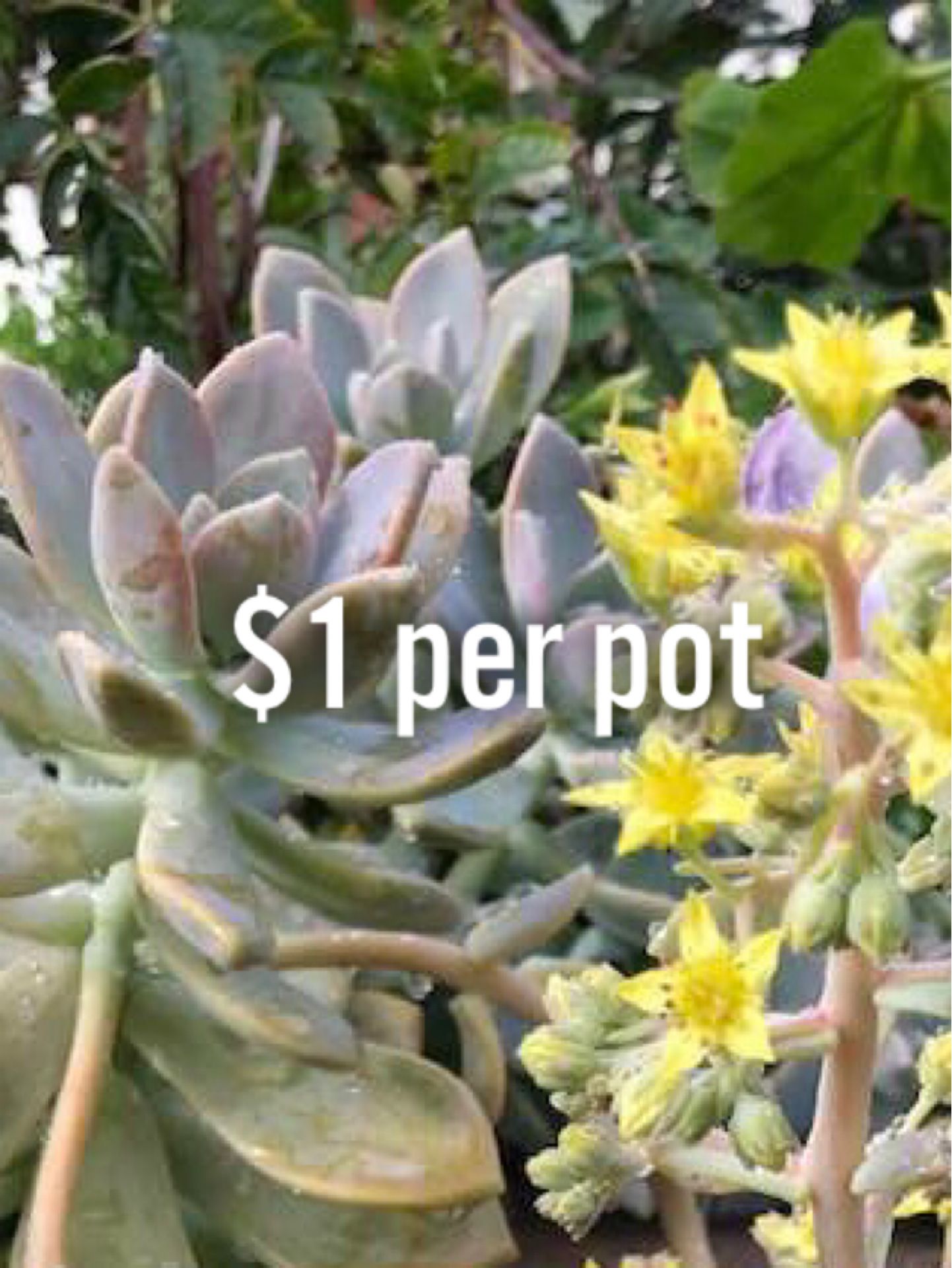 $1 Ghosty Plants in 4” pots. Each pot is $1. SCROLL PICTURES