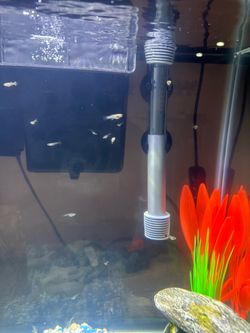 Aquarium decor