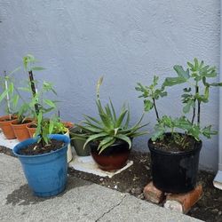 Fig Tree/ Peach Tree/ Aloe Plant.  $18/ea.