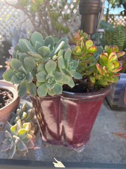Beautiful 2 kinds of succulents in nice ceramic pot