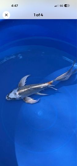 Butterfly koi for sale