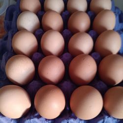Huevos Egss