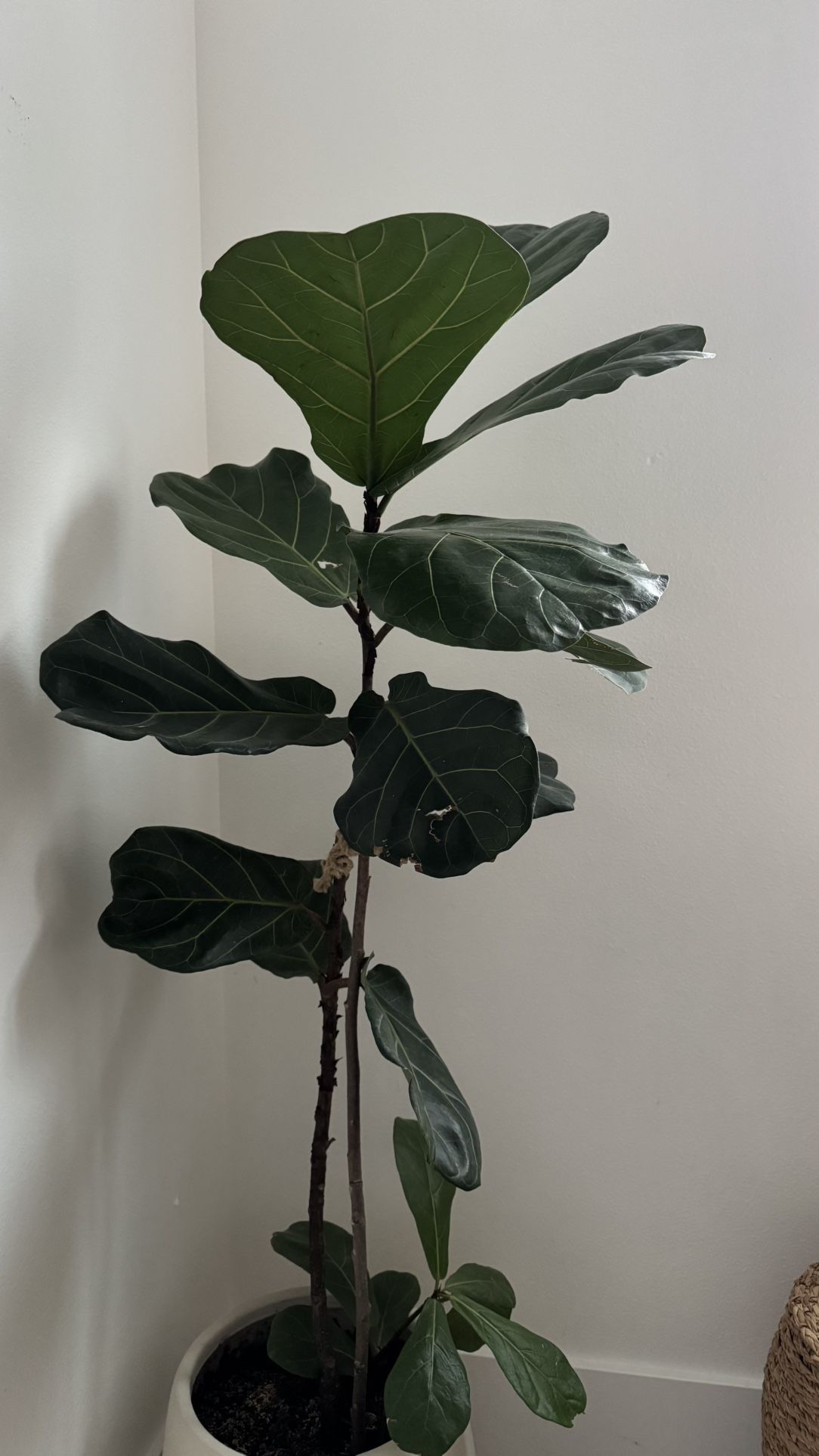 Fig ( Live Plants)