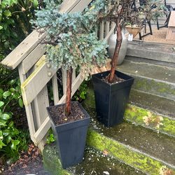 Pair of Outdoor Topiary Trees in Modern Charcoal Planters**