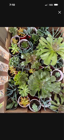 Succulents assorted varieties one dollar each