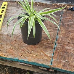 Young Spider Plants 