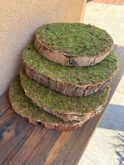 Moss-Covered Wood Slice Risers Set of 4