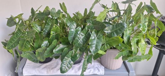 3 pots of philodendron plants