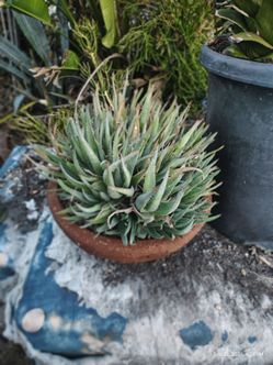 Multiple aloe clump plant