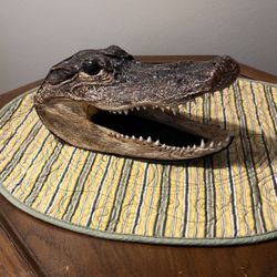 Real Alligator Head 