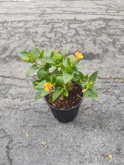 Four o clock plant