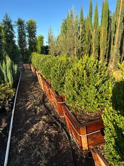 Boxwood globes