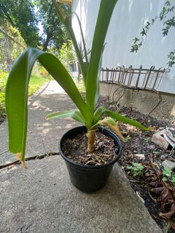Lilly plant