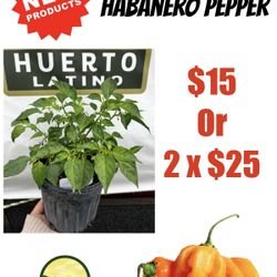 Habanero Pepper Plant 