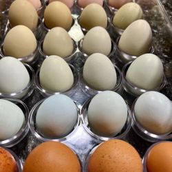 Fresh eggs for sale 