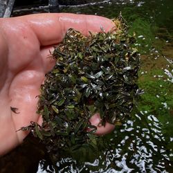 Rare And Common Plants For An  Aquarium And Terrarium 