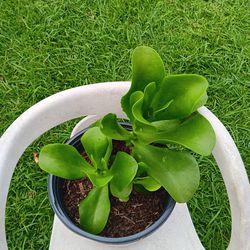 Succulent  Plant 🪴 