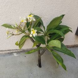 Small Plumeria Cutting as of 8/31/26