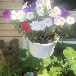 Plants And Vases