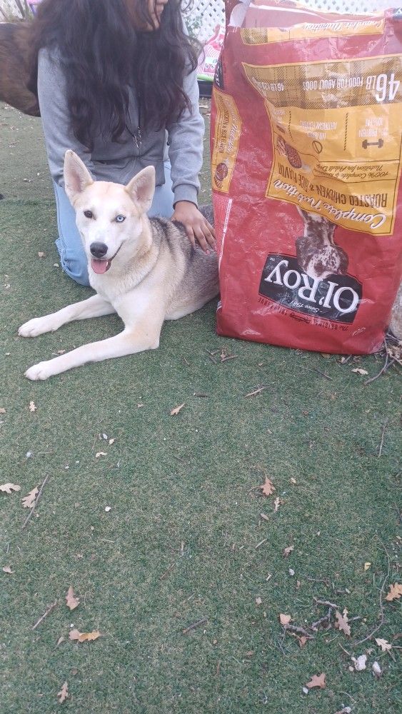 Dog Food