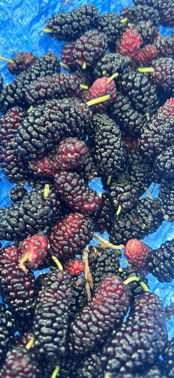 Mulberries 10 A Pound